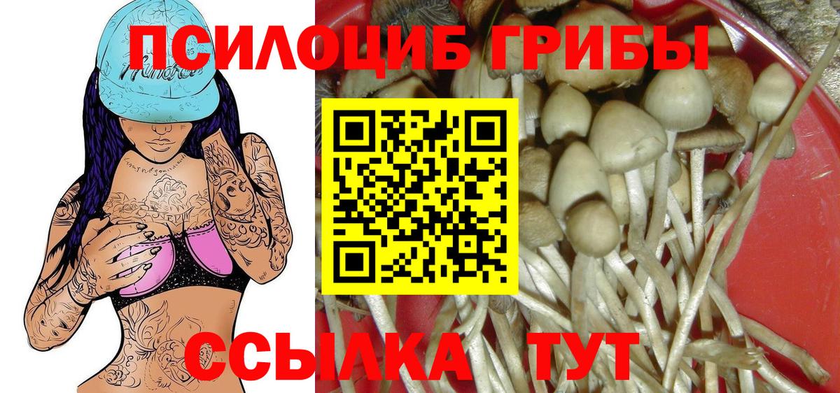 Чита  Псилоцибиновые грибы Psilocybe  Вход с VPN 